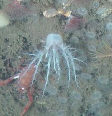 Psolus squamatus