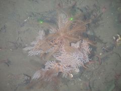 Plumarella longispina