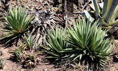 Agave sisalana