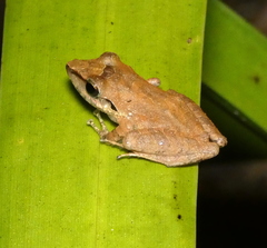 Pristimantis ramagii