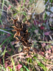 Pedicularis sibthorpii