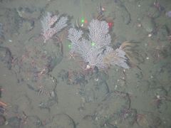 Plumarella longispina