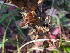 Pedicularis sibthorpii