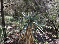 Yucca schottii