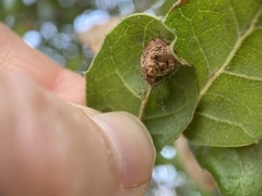 Callirhytis perfoveata