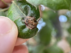 Callirhytis perfoveata