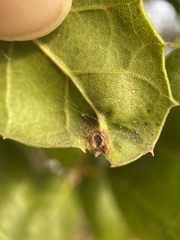 Callirhytis perfoveata