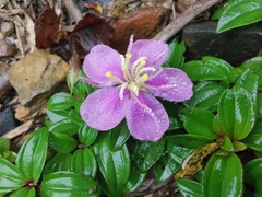 Melastoma dodecandrum