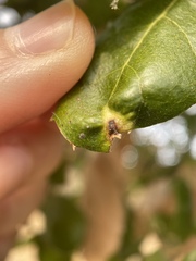 Callirhytis perfoveata