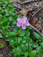 Melastoma dodecandrum