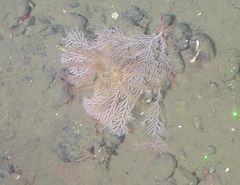 Plumarella longispina