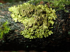 Melanelixia glabratula