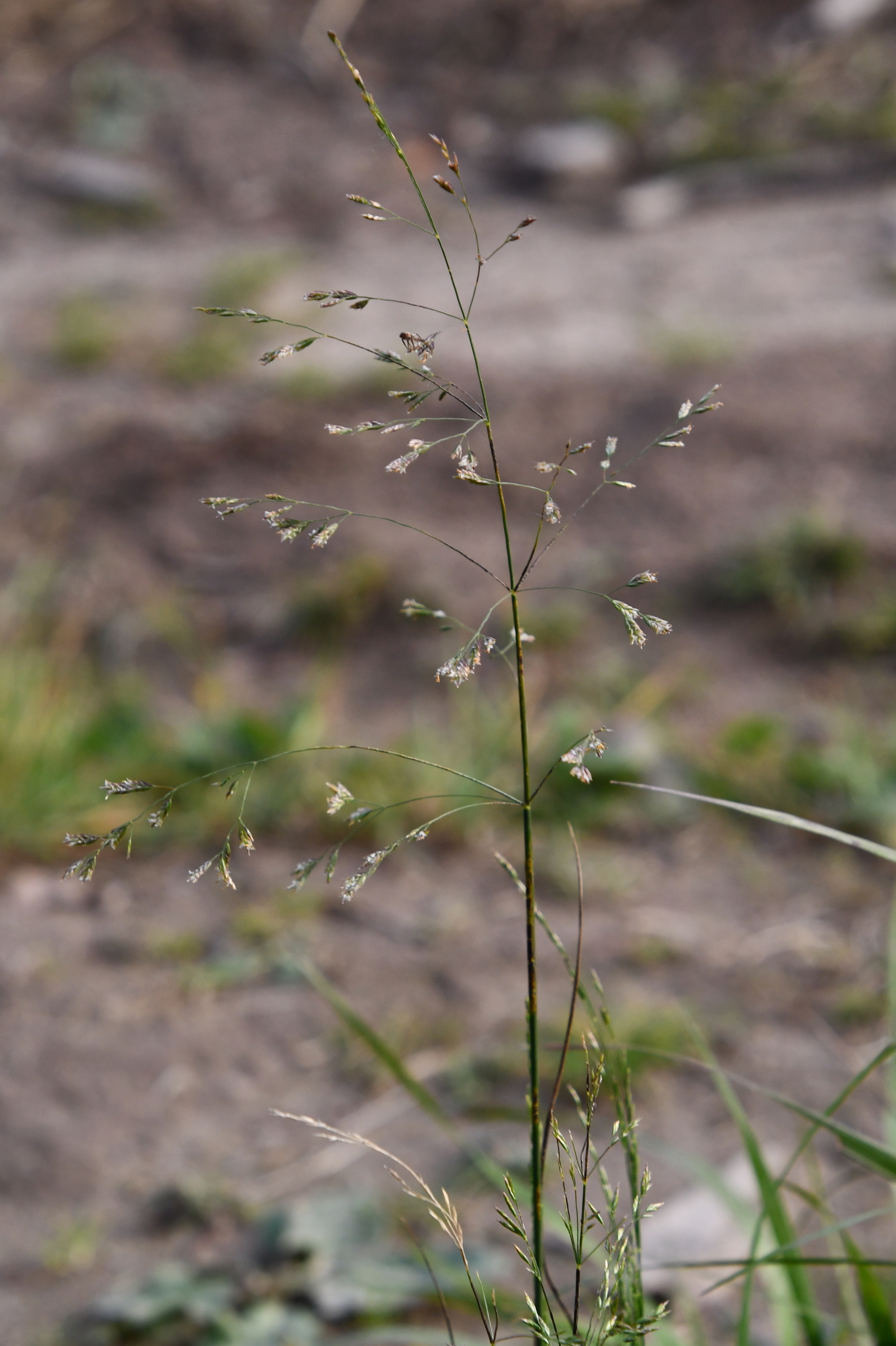 Poa palustris
