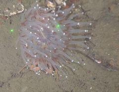 Corallimorphus pilatus