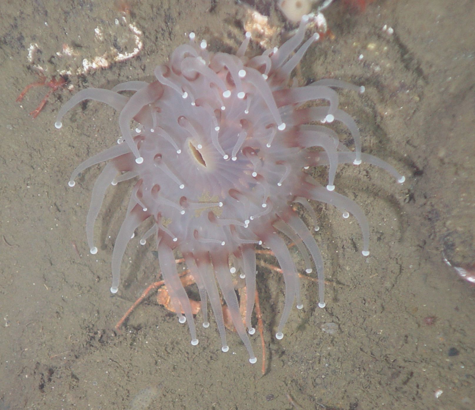 Corallimorphus pilatus Fautin, White & Pearson, 2002