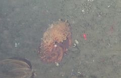 Enteroctopus dofleini