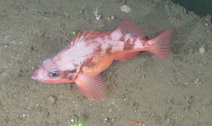 Big-eyed rock-fish (Sebastes zacentrus) — Sebastidae