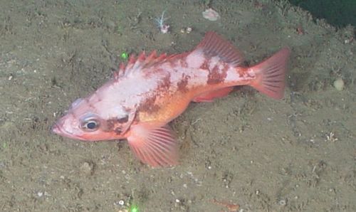 Big-eyed rock-fish (Sebastes zacentrus) — Sebastidae