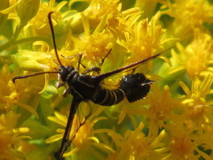 Carmenta phoradendri
