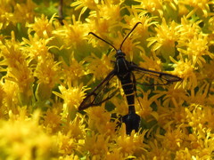 Carmenta phoradendri