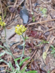 Pseudognaphalium affine