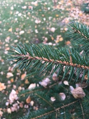 Pinaceae
