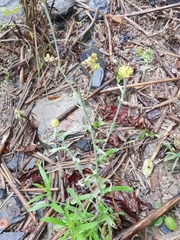 Pseudognaphalium affine