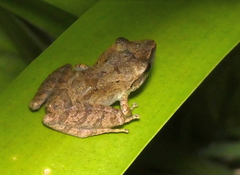 Pristimantis ramagii