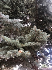 Pinaceae