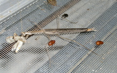 Coenomantis kraussiana