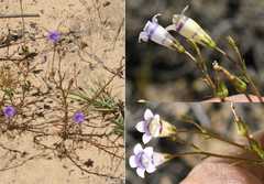 Wahlenbergia paniculata