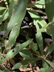 Masticophis flagellum