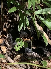 Masticophis flagellum