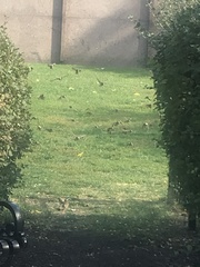 Passer domesticus