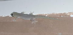 Gehyra versicolor