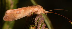 Limnephilus indivisus