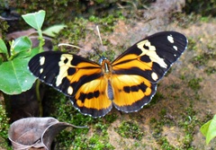 Tithorea harmonia pseudethra
