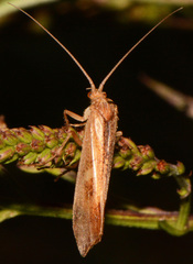 Limnephilus indivisus