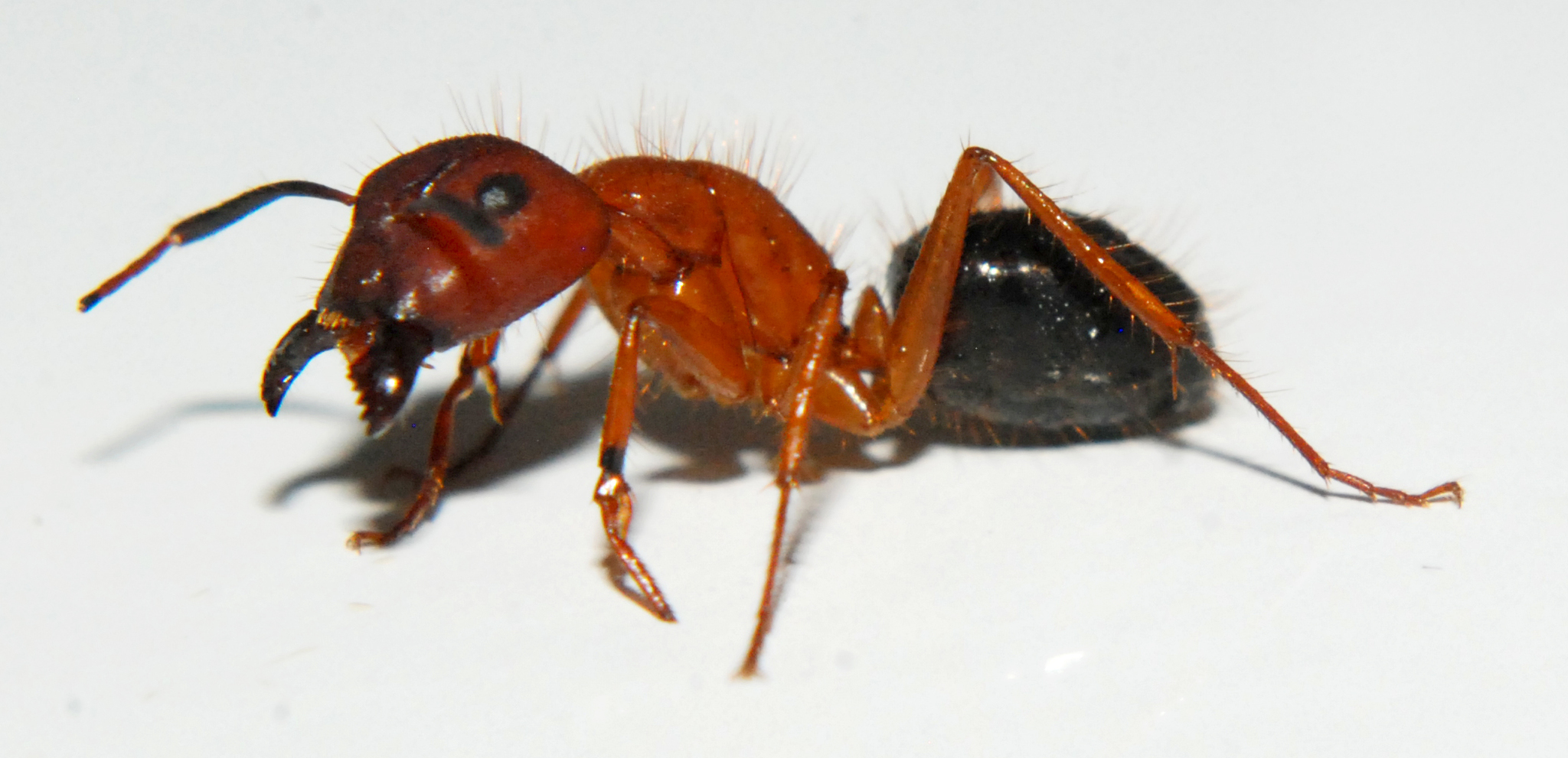 Camponotus floridanus