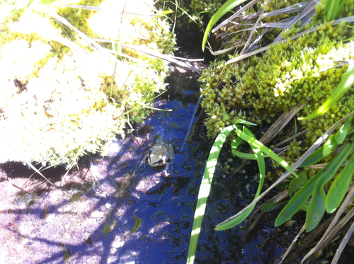 iNaturalist observation photo of Pacific chorus frog