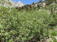 Salix orestera