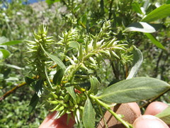 Salix orestera
