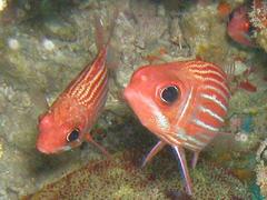 Hawaiian Squirrelfish photo 2