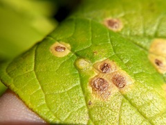 Pachypsylla celtidisvesicula