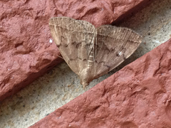 Zanclognatha jacchusalis