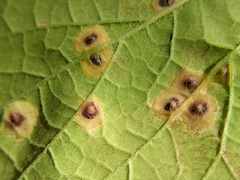 Pachypsylla celtidisvesicula