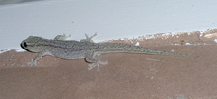 Gehyra versicolor
