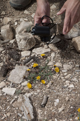 Pyrrocoma apargioides