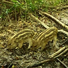 Sus scrofa leucomystax