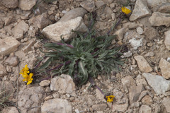 Pyrrocoma apargioides